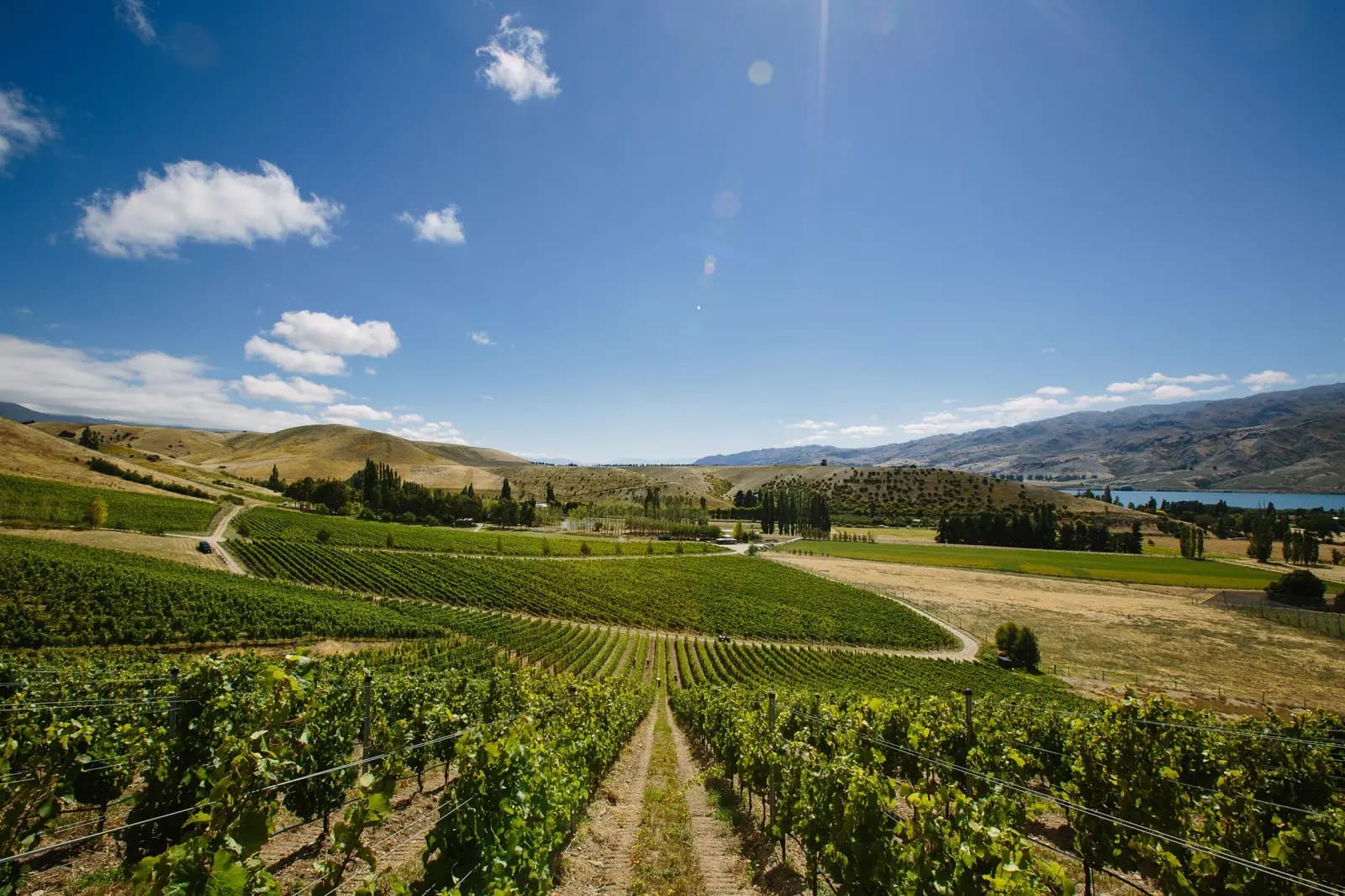 some random image you can find on barberry garden