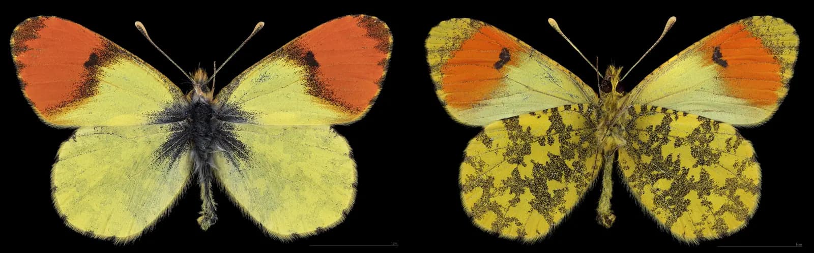 some random image you can find on barberry garden