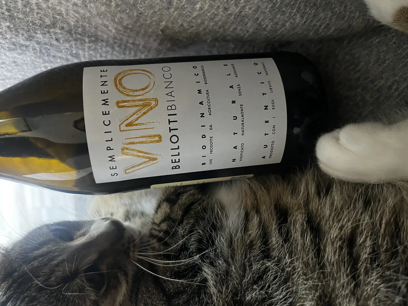 Cascina Degli Ulivi Semplicemente Bellotti Bianco 2024